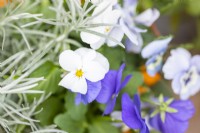 White Viola with silver grey Helichrysum foliage, blue Viola nearby