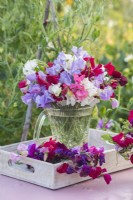 Lathyrus odorata - sweet peas arranged in glass jug on white wooden tray on pink table