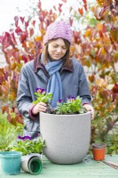 Woman planting Viola 'Midnight Glow in large pot