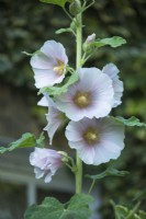 Alcea rosea - hollyhocks - July.