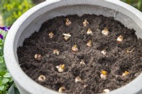 Crocus bulbs in plant pot