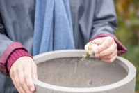 Planting Allium bulbs in large pot