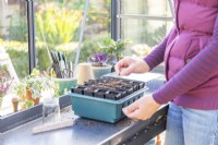 Woman sowing two Lathyrus seeds in each root trainer