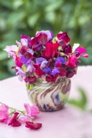 Lathyrus odorata posy in small pottery vase on pink table