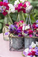 Lathyrus odorata - sweet peas arranged in small metal pots in wire carrier on pink table
