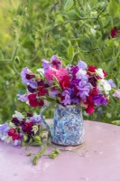 Lathyrus odorata - sweet peas arranged in pottery jug on pink table