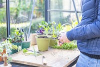 Woman using gardening scissors to trim the ends of the leaves of the Penstemon cuttings