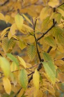 Betula lenta - Sweet Birch foliage tree in autumn
