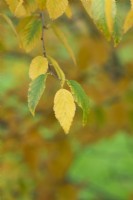 Betula lenta - Sweet Birch tree leaves in autumn