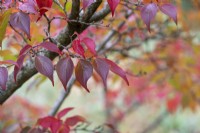 Cornus kousa var. chinensis - Chinese dogwood foliage in autumn