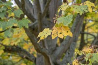 Acer velutinum - Persian maple foliage in autumn