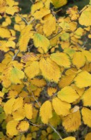 Hamamelis x intermedia 'Pallida' - Witch hazel foliage in autumn