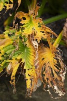 Hosta Sieboldiana - Plantain Lily decaying in autumn