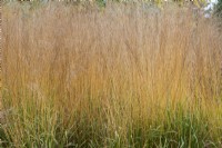 Molinia caerulea sub. arundinacea Karl Foerster - Purple moor-grass in Autumn