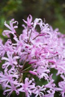 Nerine bowdenii - Bowden lily