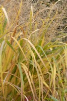 Panicum virgatum - Switchgrass in autumn