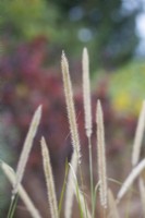 Pennisetum Macrourum - African feather grass in autumn