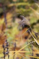 Phragmites australis subsp. australis 'Variegatus' -  Common reed in autumn