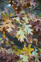 Quercus palustris - Pin Oak tree leaves in autumn