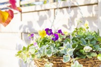 Violas, Hellebore and Ivy in hanging plant basket