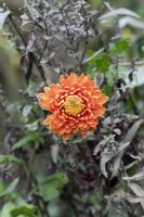 Chrysanthemum 'Astro Bronze'