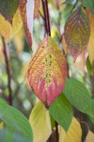 Cornus alba Baton Rouge Minbat - Red barked dogwood foliage in autumn