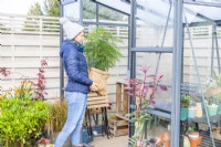 Woman storing wrapped up Grevillea in greenhouse
