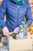 Woman wrapping succulents in hessian fabric to keep them insulated over winter