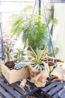 Yucca, Grevillea and succulents stored in greenhouse over winter