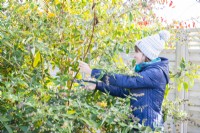 Woman pruning a Buddleia