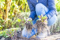Woman pulling apart roots of a perennial