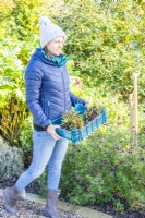 Woman carrying a tray of separated perennials