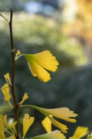 Ginkgo biloba 'Finger' - Maidenhair Tree leaves in autumn