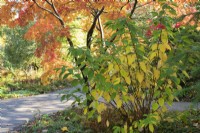 Hydrangea paniculata and Acer palmatum Elegans - Paniculate hydrangea and Japanese maple foliage in autumn