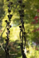 Inula racemosa 'Sonnenspeer' seedheads in autumn