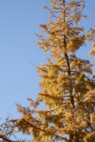 Larix kaempferi 'Diana' - Larch Tree foliage in autumn