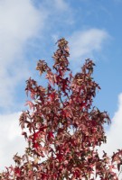 Liquidambar styraciflua 'Corky' - Sweet gum tree foliage in autumn