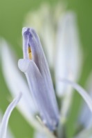 Camassia  'Blue Heaven'  Camas  Syn.  Camassia leichtlinii 'Blue Heavens'  Flower starting to open  May

