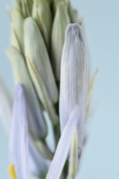 Camassia  'Blue Heaven'  Camas  Syn.  Camassia leichtlinii 'Blue Heavens'  Flower buds  May
