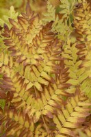 Osmunda regalis - Royal fern foliage in autumn