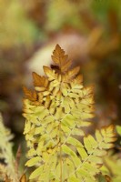 Osmunda regalis - Royal fern foliage in autumn 