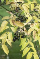 Phellodendron Amurense - Amur cork tree foliage and berries in autumn