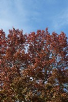 Quercus coccinea 'Splendens' - Scarlet oak foliage in autumn