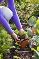 Woman planting divided oregano in pot.