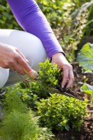 Woman dividing oregano by splitting up its roots using trowel.