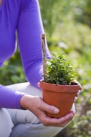 Woman holding pot with planted and labelled oregano.