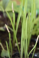 Tragopogon porrifolius  'Sandwich Island'  Salsify  Oyster root  Young plants started in plug tray  June

