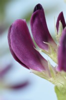 Vicia faba  'Crimson Flowered'  Broad bean flowers  June