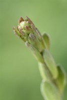 Saxifraga  'Canis-dalmatica' x gaudinii  Saxifrage  Ligulatae  Flower stalk starting to grow  May

