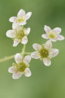 Saxifraga  'Canis-dalmatica' x gaudinii   Saxifrage  Ligulatae  Flowers on flower stalk  June
